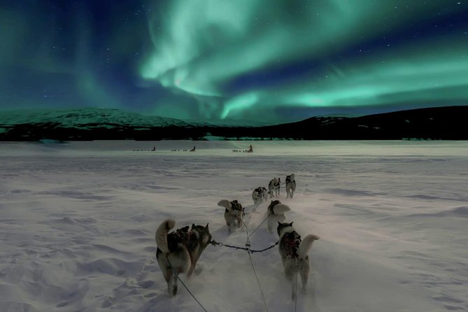 Husky and Reindeer Safari