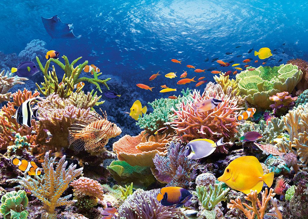 Coral Island